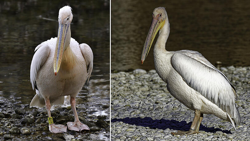 Zum Verwechseln ähnlich! Links: Ein Pelikan mit rosa Ring. Isarbelle kann es nicht sein, die trägt nur Silberschmuck. Rechts: Isarbelle hat AZ-Leser Rainer Timm in Marzling aufgespürt. Der Vogel hat einen silbernen Ring.