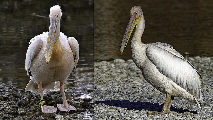 Zum Verwechseln ähnlich! Links: Ein Pelikan mit rosa Ring. Isarbelle kann es nicht sein, die trägt nur Silberschmuck. Rechts: Isarbelle hat AZ-Leser Rainer Timm in Marzling aufgespürt. Der Vogel hat einen silbernen Ring. Zum Verwechseln ähnlich! Links: Ein Pelikan mit rosa Ring. Isarbelle kann es nicht sein, die trägt nur Silberschmuck. Rechts: Isarbelle hat AZ-Leser Rainer Timm in Marzling aufgespürt. Der Vogel hat einen silbernen Ring.