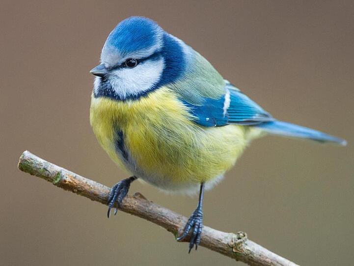 Eine Blaumeise sitzt auf einem Ast. Foto: Patrick Pleul/dpa-Zentralbild/dpa/Archivbild