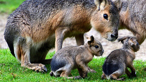 Die Maras in Hellabrunn haben Nachwuchs bekommen. Die Nagetiere werden auch Großer Pampashase genannt.