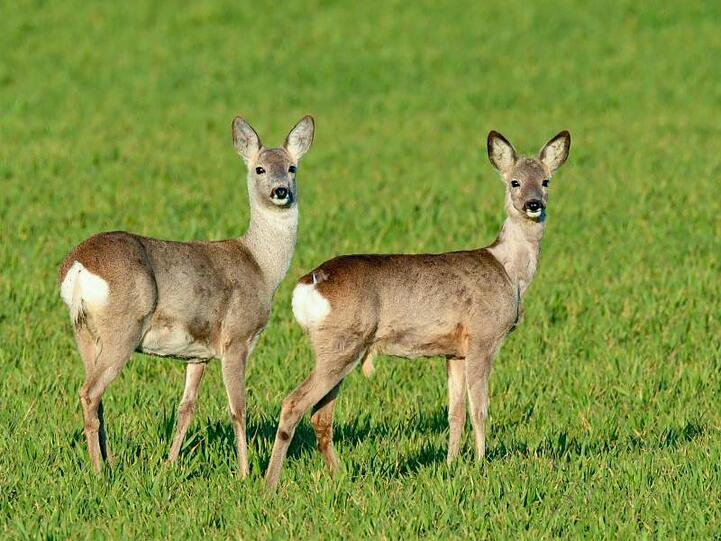 Neugierig stehen zwei Rehe auf einem noch jungen Getreidefeld. Foto: Patrick Pleul/dpa-Zentralbild/ZB/Archivbild