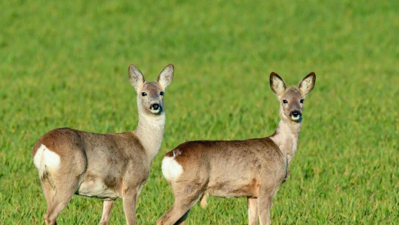 Neugierig stehen zwei Rehe auf einem noch jungen Getreidefeld. Foto: Patrick Pleul/dpa-Zentralbild/ZB/Archivbild Neugierig stehen zwei Rehe auf einem noch jungen Getreidefeld. Foto: Patrick Pleul/dpa-Zentralbild/ZB/Archivbild