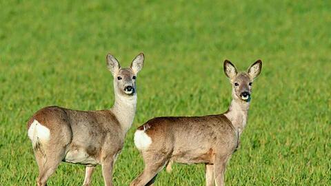 Neugierig stehen zwei Rehe auf einem noch jungen Getreidefeld. Foto: Patrick Pleul/dpa-Zentralbild/ZB/Archivbild