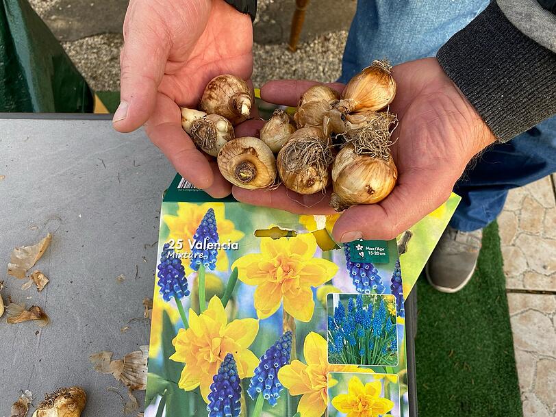 Damit es im Frühling üppig blüht, setzt Anton Pollinger jetzt noch neue Narzissen- und Tulpenzwiebeln in sein Blumenbeet. Damit es im Frühling üppig blüht, setzt Anton Pollinger jetzt noch neue Narzissen- und Tulpenzwiebeln in sein Blumenbeet.