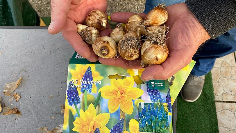 Damit es im Frühling üppig blüht, setzt Anton Pollinger jetzt noch neue Narzissen- und Tulpenzwiebeln in sein Blumenbeet. Damit es im Frühling üppig blüht, setzt Anton Pollinger jetzt noch neue Narzissen- und Tulpenzwiebeln in sein Blumenbeet.
