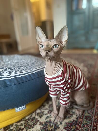 Dobby