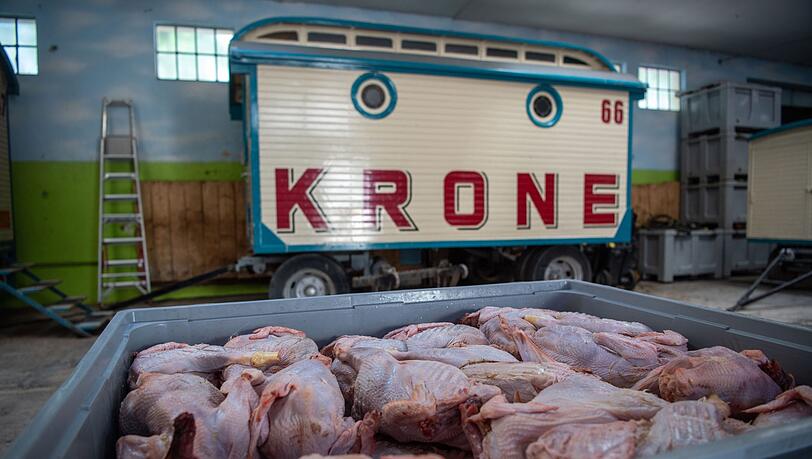 Gefrorene Hähnchen zur fütterung der Wildkatzen liegen vor einem Krone-Anhänger in einer Box zum auftauen. Gefrorene Hähnchen zur fütterung der Wildkatzen liegen vor einem Krone-Anhänger in einer Box zum auftauen.
