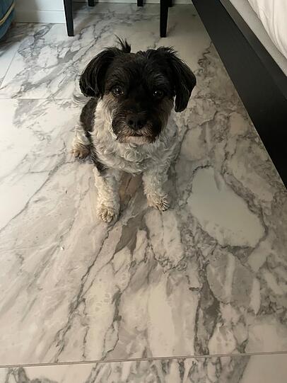 Teddy