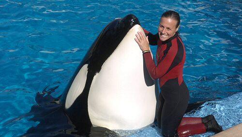 Dawn Brancheau mit einem Orca in SeaWorld Dawn Brancheau mit einem Orca in SeaWorld