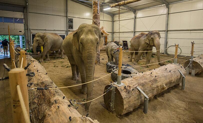 Die Tiere ließen sich von der Sprengung nicht beirren