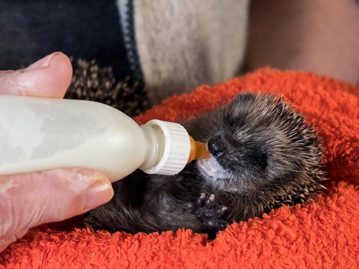 Die Rentnerin Ingeborg Bauermeister füttert einen kleinen Igel mit einer Flasche Milch.