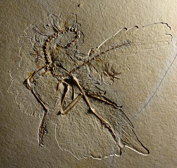 Ein Steinbruchbesitzer entdeckt im Altmühltal einen gut erhaltenen Archaeopteryx. Zu sehen ist der jetzt bei den Mineralientagen.