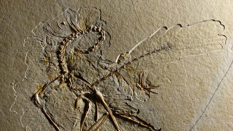 Ein Steinbruchbesitzer entdeckt im Altmühltal einen gut erhaltenen Archaeopteryx. Zu sehen ist der jetzt bei den Mineralientagen. Ein Steinbruchbesitzer entdeckt im Altmühltal einen gut erhaltenen Archaeopteryx. Zu sehen ist der jetzt bei den Mineralientagen.
