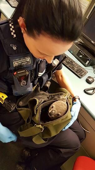 Bei einer Taschenkontrolle in Brisbaine trauten die Polizisten ihren Augen kaum: Eine Australierin versteckte in ihrem Rucksack tatsächlich einen Koala!