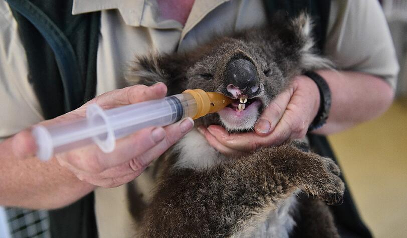 Nach Buschbränden in Australien wurde dieser süße Koala von Anwohnern gefunden und zu einer Wildtierstation gebracht. Dort wird er mit Milch aus der Flasche wieder aufgepäppelt.