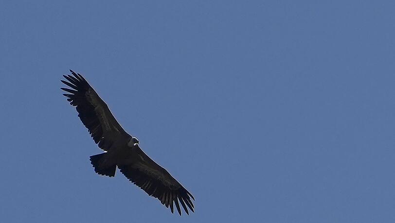 Ein Gänsegeier im Flug. (Archivbild)