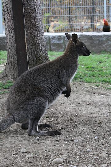 Wurde im Internet zum Kauf angeboten: Tierheim-Känguru "Jack".
