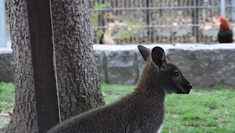 Wurde im Internet zum Kauf angeboten: Tierheim-Känguru "Jack". Wurde im Internet zum Kauf angeboten: Tierheim-Känguru "Jack".