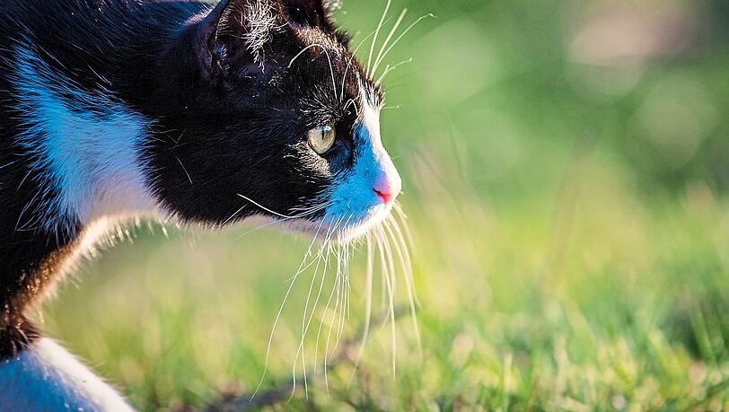 Eine Mieze schleicht durch die Natur – eine solche Freigängerkatze sei auch Minka, sagt deren Besitzerin.