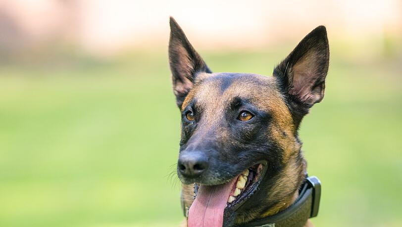Der Polizeihund brachte den Flüchtigen schnell zu Boden. (Symbolbild)