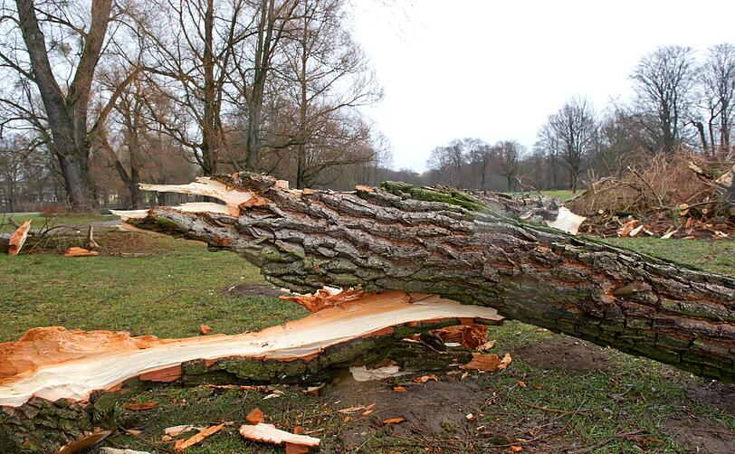 Ganze Bäume hat der Sturm umgehauen.