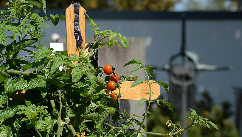 Rote Tomaten hängen an einem Strauch auf einem Grab auf dem Alten Friedhof in der Franziskanerstraße in Neuburg an der Donau (Bayern).