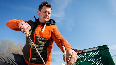 Spargelernte ist Handarbeit.