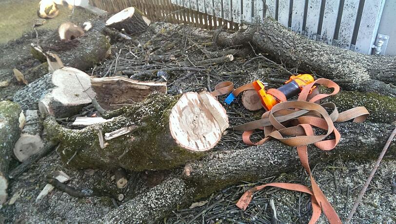 Die herabfallenden Stammstücke haben mehrere Tiere zerquetscht.