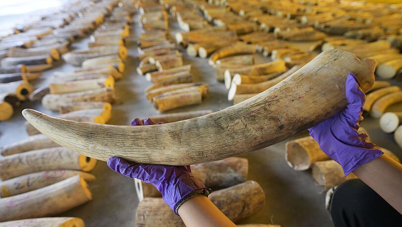 Der illegale Handel mit Elfenbein ist ein Riesengesch&auml;ft. (Archivbild)