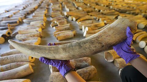 Der illegale Handel mit Elfenbein ist ein Riesengesch&auml;ft. (Archivbild)