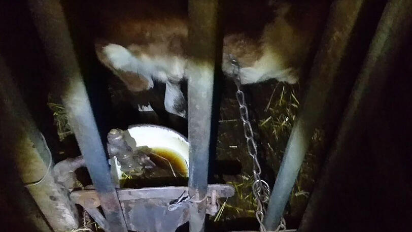 Das Rind im Stall ist angebunden. Die Tränke ist verschmutzt.