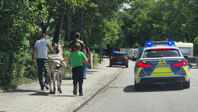 Zirkusleute und die Polizei bringen die beiden Tiere zurück.