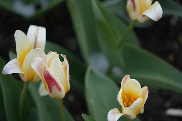 "The First" nennt sich diese Tulpensorte.