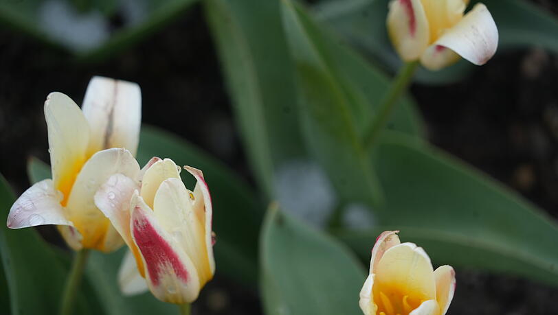 "The First" nennt sich diese Tulpensorte.