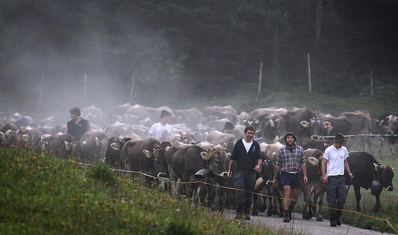 Ende des Sommers - im Allgäu hat der Viehscheid begonnen.