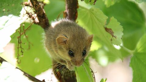 &bdquo;Die Haselmaus&ldquo; hat Johannes Strobl (14) aus Altenau im Kreis Garmisch dieses Bild genannt. Entstanden ist es bei einem Spaziergang durch den Garten des Obst- und Gartenbauvereins: &bdquo;Als ich so durch die Johannisbeerbüsche streifte, sah ich die kleine Maus, die seelenruhig im Busch saß.&ldquo;