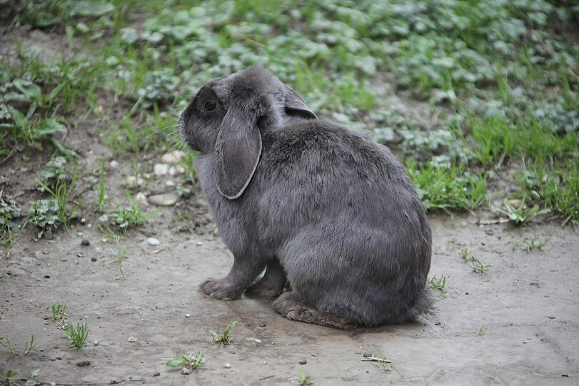 Dieses Kaninchen konnten die Retter in Sicherheit bringen. Zwei andere ließen sich nicht einfangen &mdash; und ertranken.