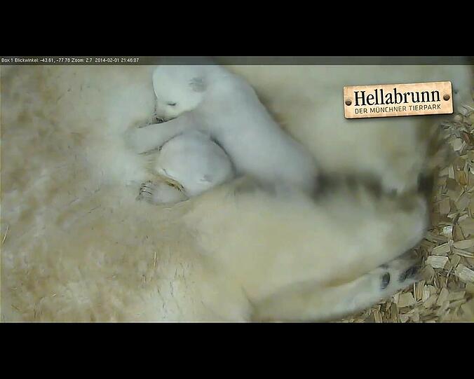 Nun liegen wieder beide Babys brav im Nest.