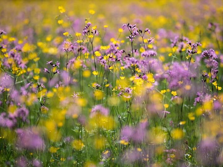 Blumen blühen auf einer Wiese. Foto: Sven Hoppe/Archiv