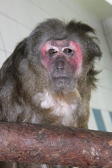 Rotes Gesicht, Föhnfrisur und nachdenklicher Blick: So kennt man Bärenmakak-Dame Floh im Tierheim seit 25 Jahren.