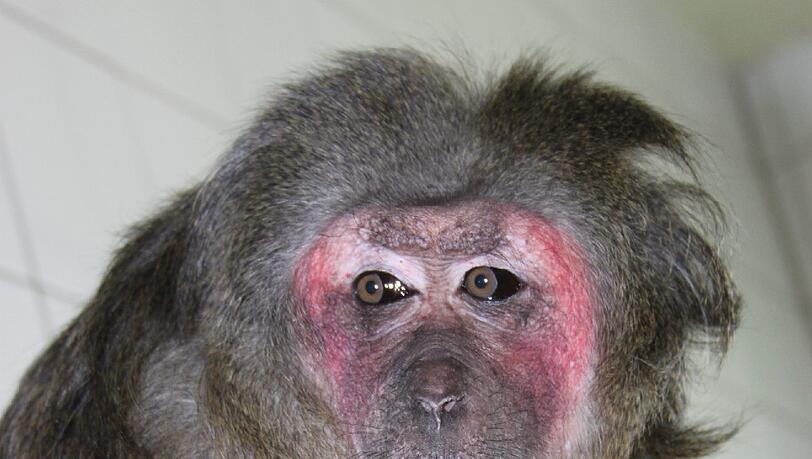 Rotes Gesicht, Föhnfrisur und nachdenklicher Blick: So kennt man Bärenmakak-Dame Floh im Tierheim seit 25 Jahren. Rotes Gesicht, Föhnfrisur und nachdenklicher Blick: So kennt man Bärenmakak-Dame Floh im Tierheim seit 25 Jahren.