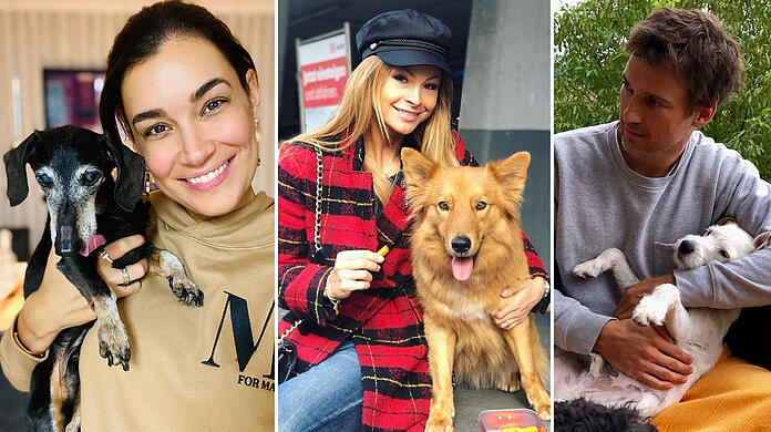 Wollen nicht ohne vierbeinigen Begleiter leben: Stars und ihre Promi-Hunde...