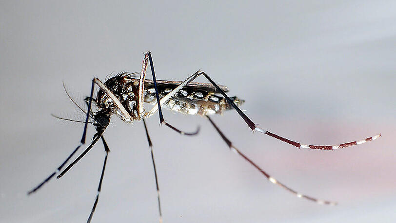 Das Zika-Virus wird von einer Mücke übertragen. Das Zika-Virus wird von einer Mücke übertragen.