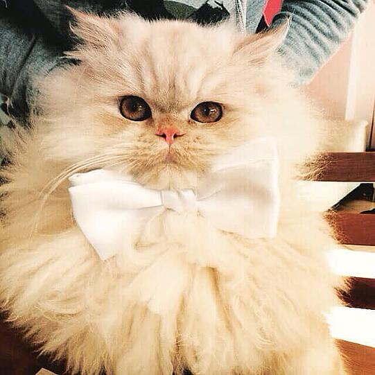 Pearly