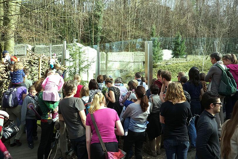 Enormer Andrang im Tierpark. Alle wollen die niedlichen Eisbärenbabys live erleben.