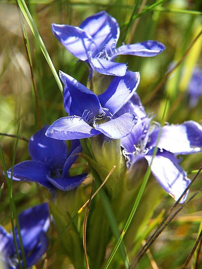Leuchtend blau: der gemeine Fransenenzian.
