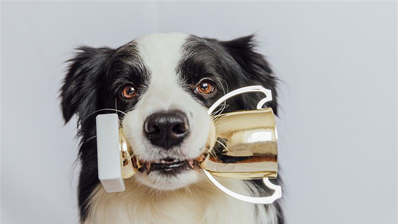 Rund um die Siegerehrung findet in den Pasing Arcaden ein beeindruckendes Rahmenprogramm statt, das Tierbesitzer wie Gäste ohne Hund gleichermaßen gefallen wird. Rund um die Siegerehrung findet in den Pasing Arcaden ein beeindruckendes Rahmenprogramm statt, das Tierbesitzer wie Gäste ohne Hund gleichermaßen gefallen wird.