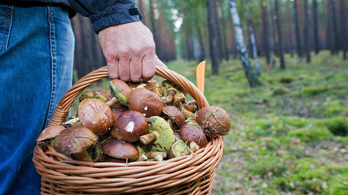 "In jedem Wald sind essbare Pilze zu finden", sagt der Pilzsachverständige Georg Probst. Hier im Körbchen sind es Maronen.