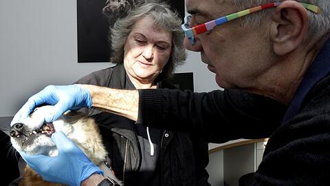 Schmid (l.) und Anästhesist Pieper untersuchen Lissie.