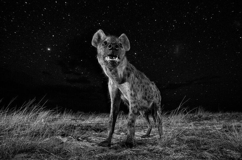 Platz 1 in der Kategorie "Natur": Will Burrard-Lucas aus Großbritannien.